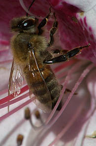 Bee on Azalea - (Oct 2005) - Click to Visit Power Postcards