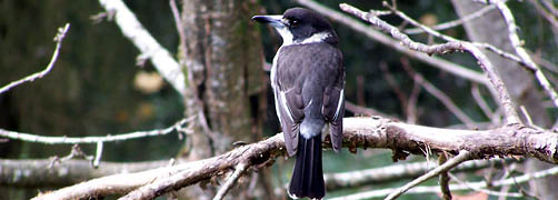 Butcher Bird - Australian - Photo courtesy of DataShine.com