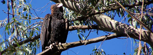 Wedgetail Eagle - Australian (Endangered) - Photo courtesy of DataShine.com