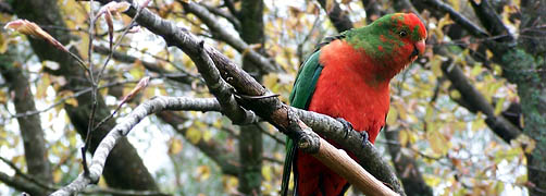 Curious King Parrot (Young Male) - Photo courtesy of DataShine.com